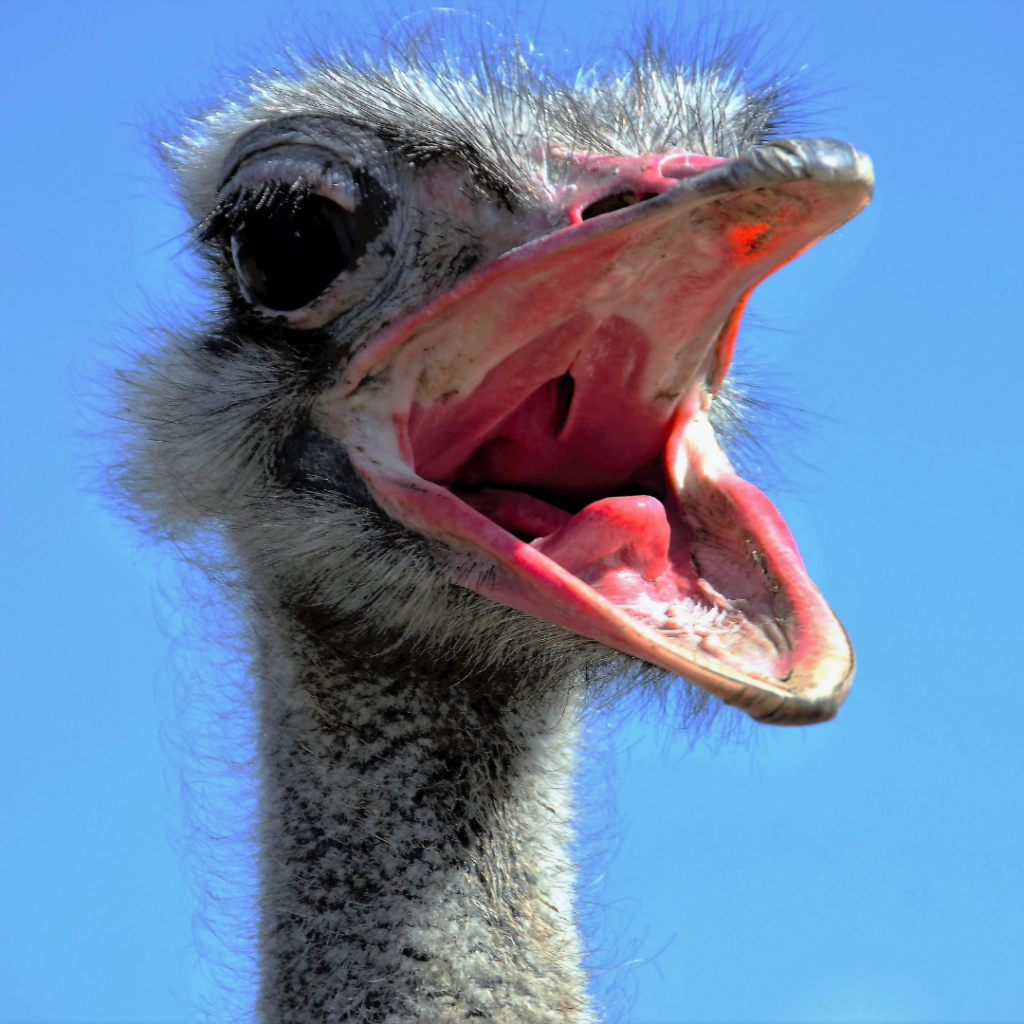Ostrich with open mouth surprised face